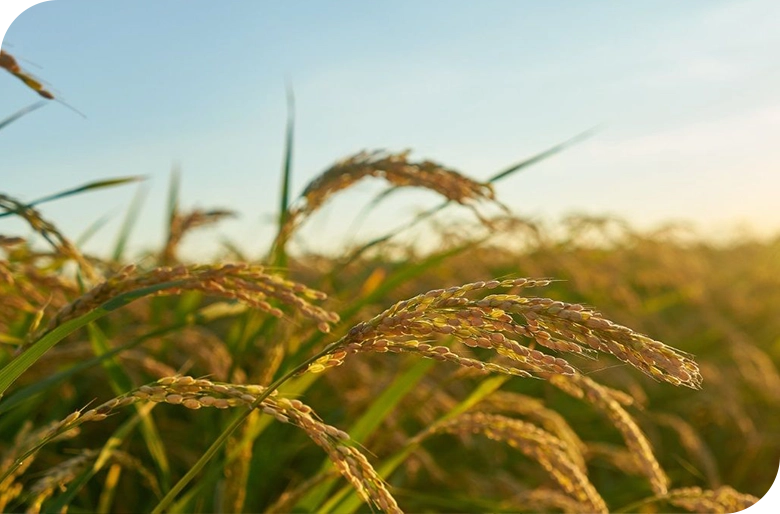 Impulsamos el futuro de la agricultura